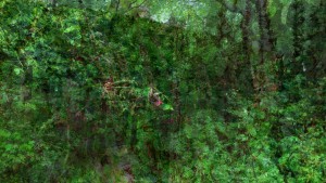 to the woods | gruen