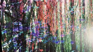 „seems like trees “ – Installation – Parkgelände Museum Barendorf 2020